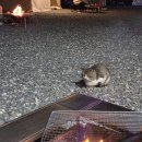 진다리로 | 논산 벤자민펜션 글램핑 후기 | 봄 캠핑 추천 바베큐·별보기