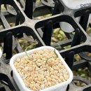 1381 | 파주 대형 식물 마켓 ‘조인폴리아’ 식물 쇼핑 하기 좋은 곳