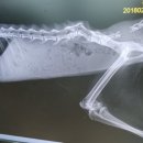 아산동물의료센터 - 아산시 용화고길79번길 21 | 아산동물의료센터