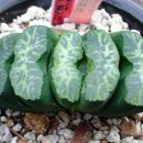 하월시아 - Haworthia truncata 'G-51', 'Hokkyokusei' (北極星), 'Northern Star', Japanese Clone , 'Kiganjou', 'Mammoth', 'Nagare'﻿ 이미지