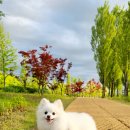 식물원 강아지 이미지