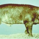 피그플러스 이미지