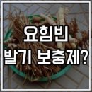 우리가축 인공수정 이미지