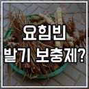 @요힘빈(yohimbine) 이미지