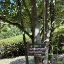 날아라 햄찌 이미지