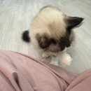 공부하는고양이 | 서울대입구역 고양이 카페 - 공부하는 고양이 내돈내산 후기
