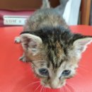 예송동물병원 이미지