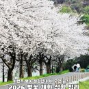 회야강변 | 이번주 마지막 벚꽃 절정 비 오면 끝일까? | 2026 벚꽃 개화 상황 정리