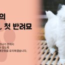 펫콩 네이버블로그