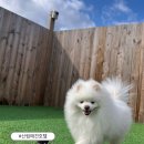 개나리 애견유치원 이미지