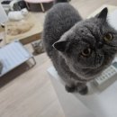 펫블리강아지&미라클고양이 | 디팡 쿨매트 침대 L 후기 엑죠틱 고양이들 불독 강아지