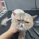 야옹아멍멍해봐 장유점 이미지