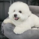 movepet 이미지