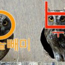 부엉이 농장 이미지