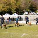 애견전람회 이미지