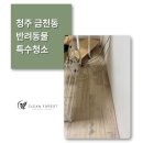 대일포장특수산업 | 청주 금천동 고양이 특수청소 – 반려묘 3마리의 흔적을 말끔하게, 클린포레스트 현장 작업 후기