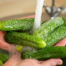 &#39;오이 기피&#39;는 유전자 탓?, 오이에 관한 객관적 진실 이미지