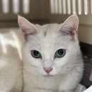 24시 더케어 동물의료센터 | 수성구 동물병원, 고양이종합검진 10살 이상 노묘 단미를 위한 대구 고양이 병원 <24시 케어동물의료센터>