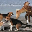 개판오분전 이미지