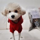 펫띠아모