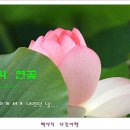 양평 세미원 Daum카페