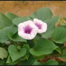 아름사과공원 이미지