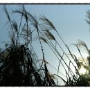 삼육오 (365) 이미지