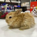 메리펫샵 이미지