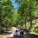 메가엠디용인캠퍼스지점 | 용인 강아지 산책로 : 사진에 속아 다녀온 태교의 숲 솔직 후기 (한여름엔 지옥의 숲?! )