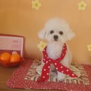 늘 예쁘개 이미지