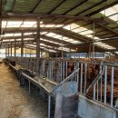 한우축사 이미지