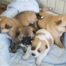 사남매농장 이미지