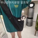 부산강아지분양 알프펫 이미지