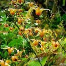 삼지구엽초.연달래 이미지