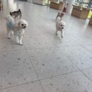 선샤인 반려견 유치원 이미지