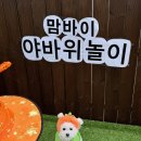 부산애견 이미지