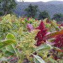 아마란스 이미지