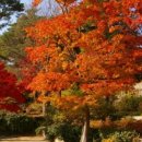 부흥로 메타세콰이아길 | 서울근교 단풍명소 10~11월 절정시기 놓치지 마세요!