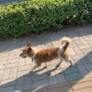 조재진동물병원 이미지