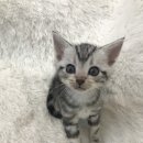 개청순한고양이 이미지