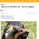 사람 무는 개, 이제 안락사 가능… 견주 의사 상관없어 이미지