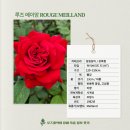 빨강루즈 이미지