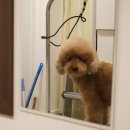 도그라움 이미지