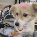 미스터보쌈 오천점 | 건대 맛집 미스터순두부보쌈 내돈내산 방문후기 위치 영업시간 메뉴 가격 정보