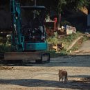 나와고양이 이미지