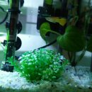 구피 카카오 검색결과