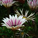 가자니아 이미지