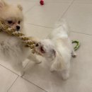 일산애견호텔 강아지 유치원 미용 맘바이 일산점 이미지