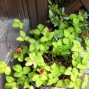 주공셀프주유소 이미지