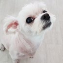 금쪽같은 내새끼 동물병원 이미지